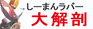 しーまん鯛ラバ大解剖